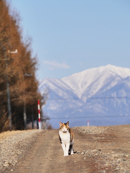 f:id:cannon:20210421064958j:plain