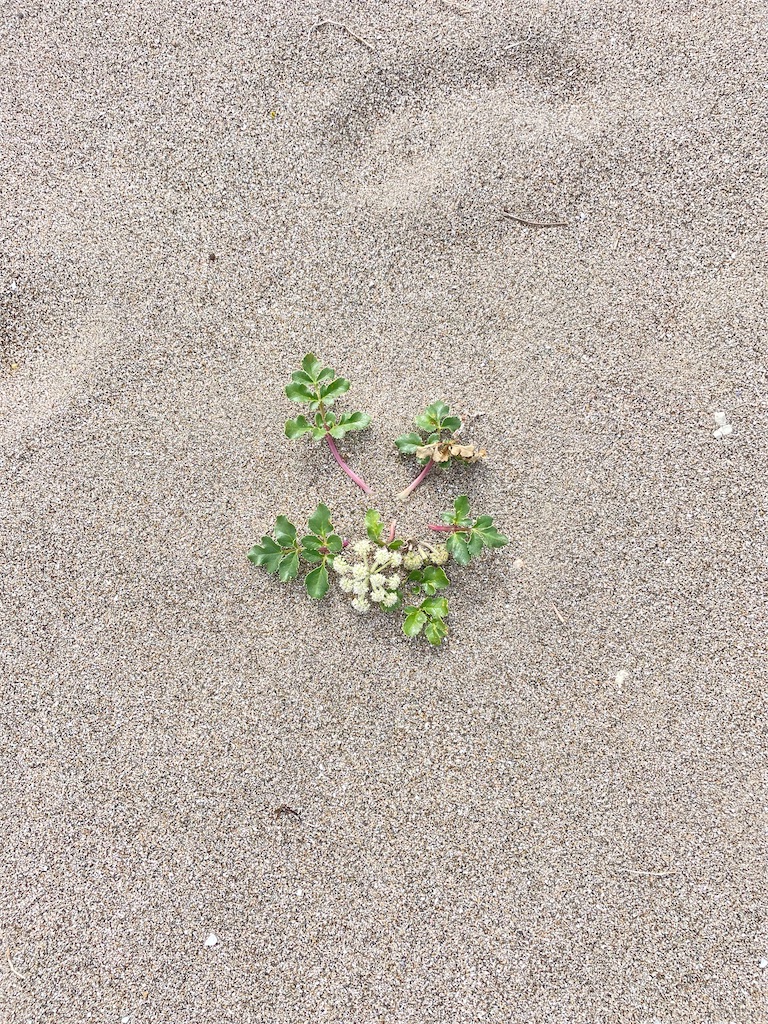 f:id:canoca:20250821085247j:image f:id:canoca:20250821085247j:image