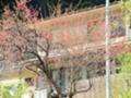 数馬小学校に向かう通り筋の民家