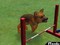 選べる3つのパッケージと15の犬種――「nintendogs」で幸せな生活をはじ�