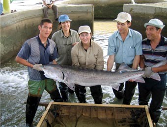 絶滅の危機に立つカスピ海のオオチョウザメ（キャビアエンプター提供