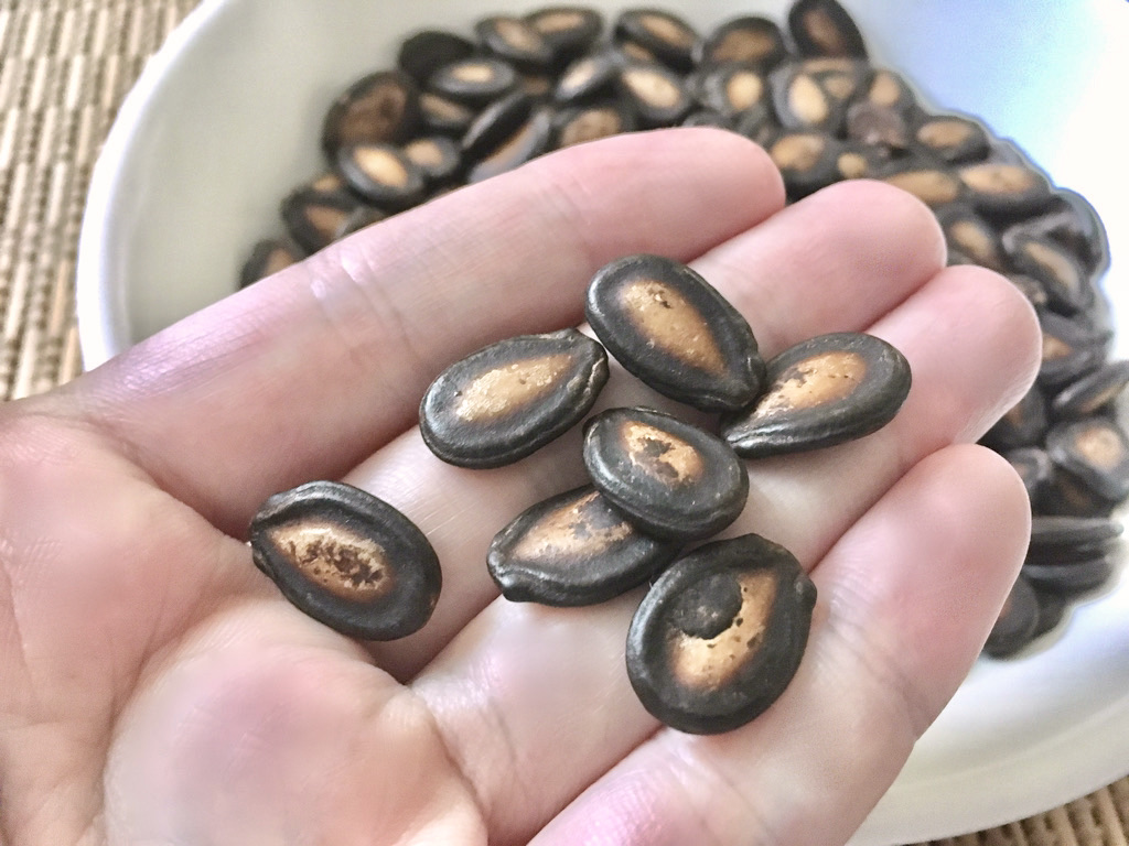 スイカの種って食べられるのね 台湾風おつまみナッツ 醤油瓜子 食べてみた エモエモ探検隊 スイカの種って食べられるのね 台湾風おつまみナッツ 醤油瓜子 食べてみた エモエモ探検隊