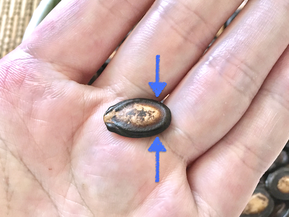 f:id:canteenofvodka:20210810231641j:plain