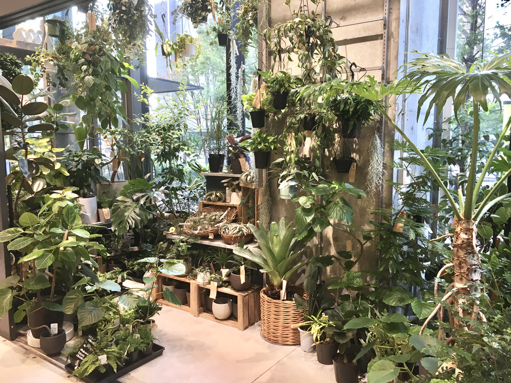植物コーナー