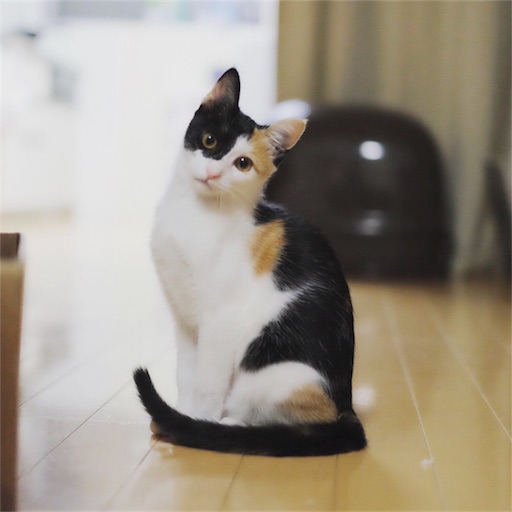 f:id:cao0c0:20171127074556j:image