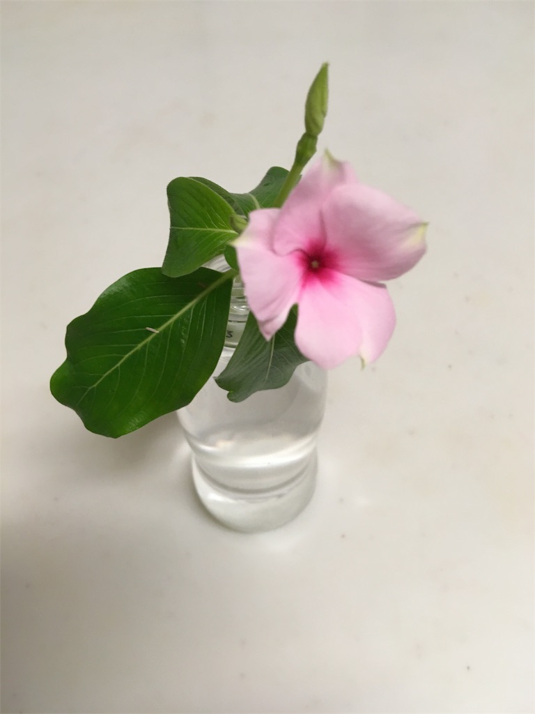 f:id:caocaokosodate:20190722194441j:image
