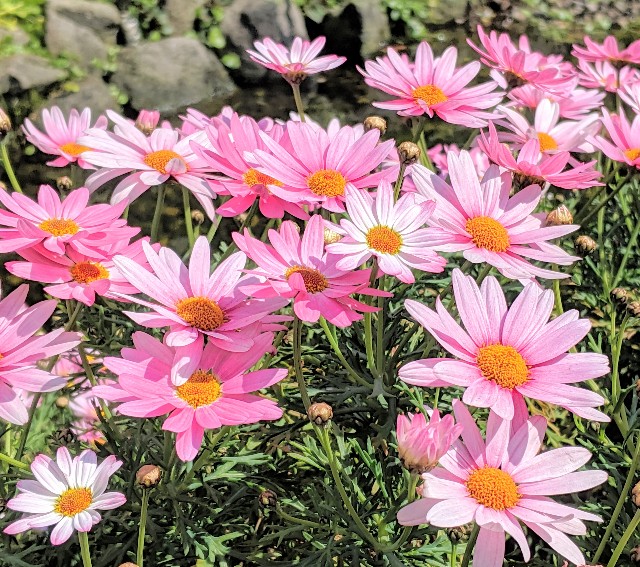 f:id:caoco:20200502160011j:image