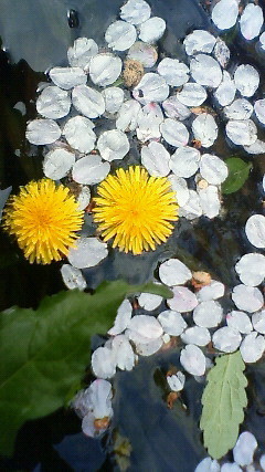 f:id:cap8326:20110410125200j:image