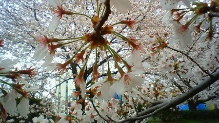 f:id:cap8326:20110410130000j:image