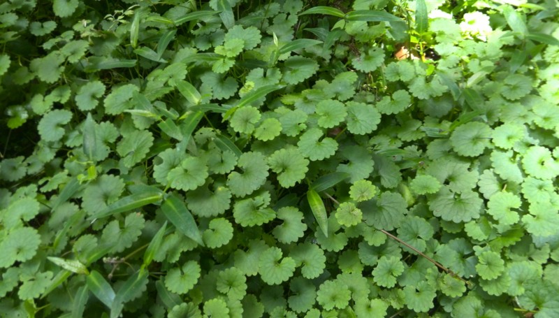 f:id:cap8326:20130630140916j:image:w640