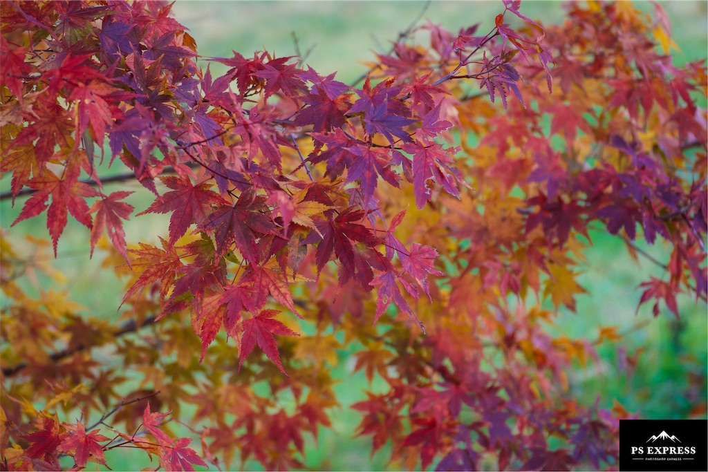 f:id:cap_america:20191104190213j:image f:id:cap_america:20191104190213j:image