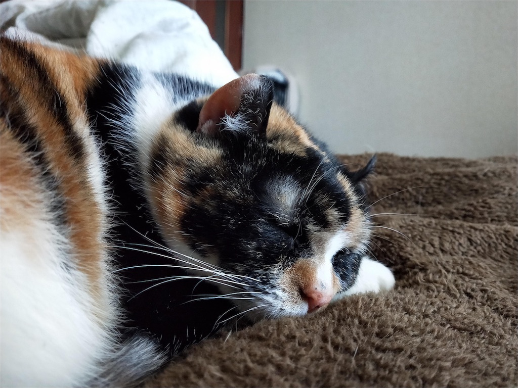 f:id:caposegno:20191112214613j:image f:id:caposegno:20191112214613j:image