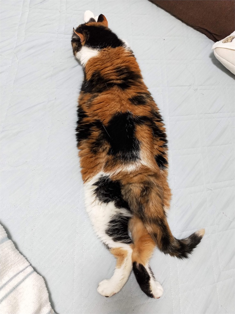 f:id:caposegno:20191112214756j:image f:id:caposegno:20191112214756j:image