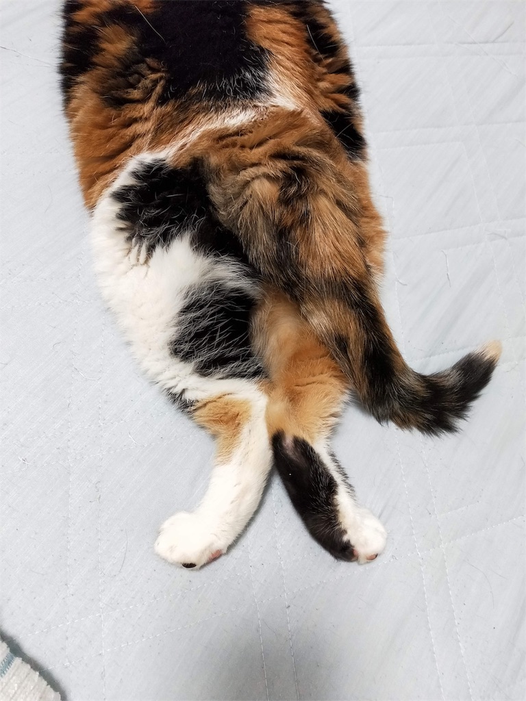 f:id:caposegno:20191112214855j:image f:id:caposegno:20191112214855j:image