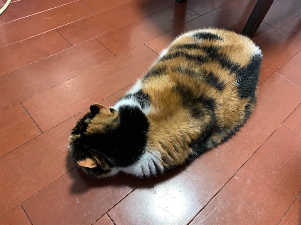 f:id:caposegno:20191211215034j:image