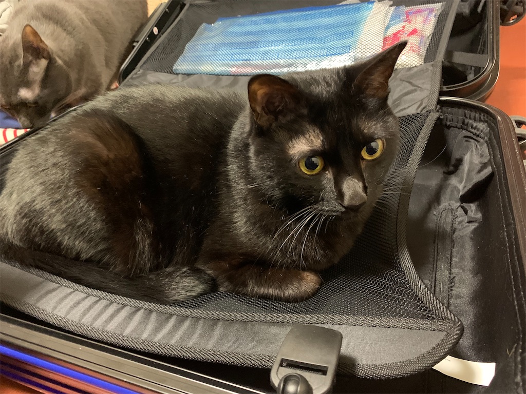 f:id:caposegno:20191219071418j:image