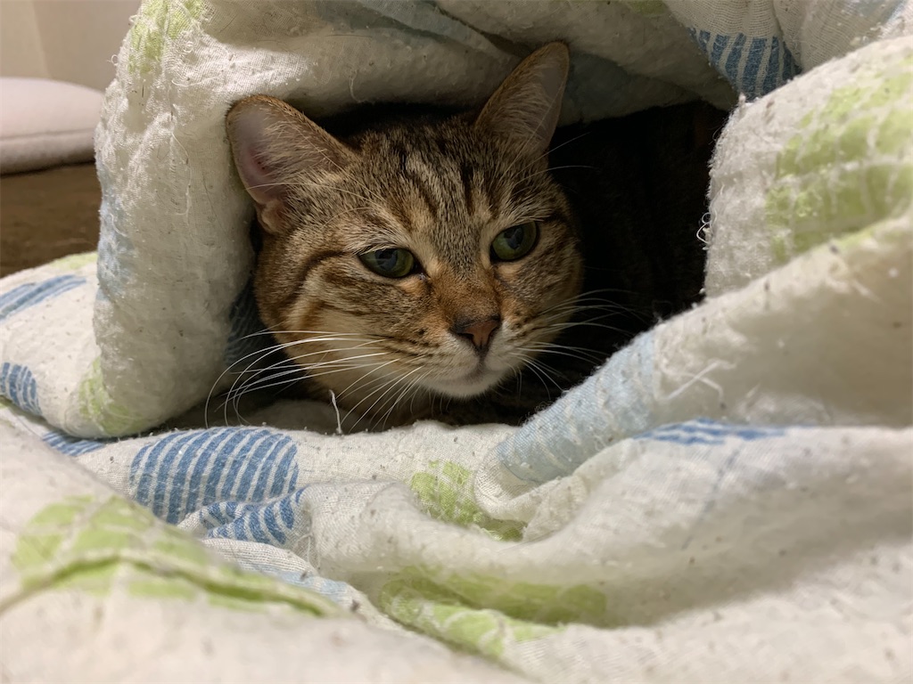 f:id:caposegno:20191219075343j:image