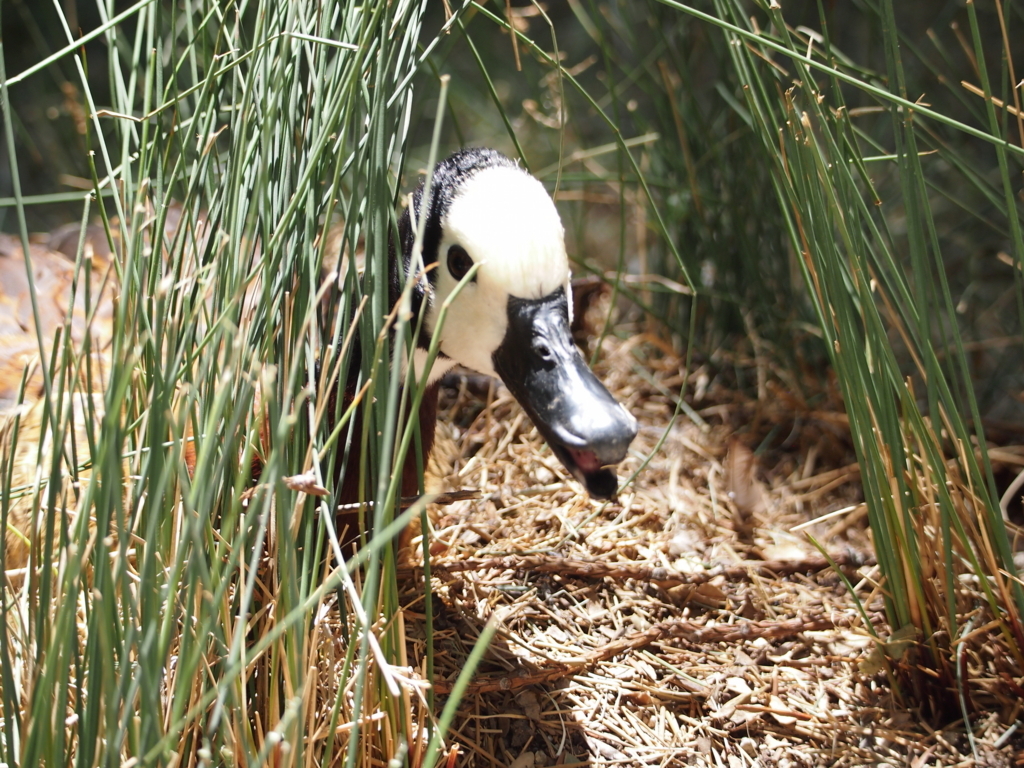 f:id:cappsLk:20171211230129j:plain