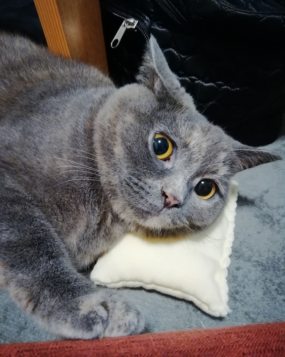 f:id:cappuccino0712:20190512150127j:plain f:id:cappuccino0712:20190512150127j:plain
