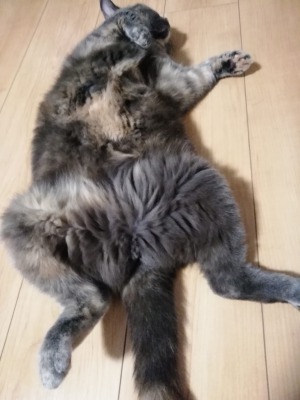 f:id:cappuccino0712:20191024003154j:plain f:id:cappuccino0712:20191024003154j:plain
