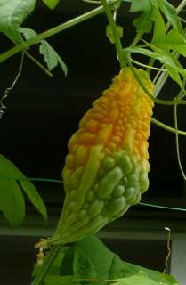 f:id:cappy3:20120807101914j:image