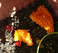 f:id:cappy3:20120807101916j:image