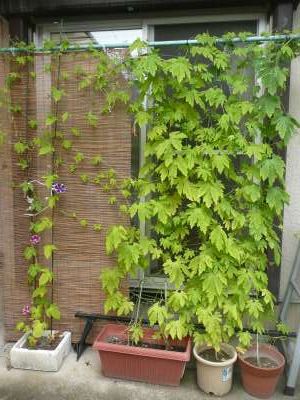 f:id:cappy3:20120814133947j:image