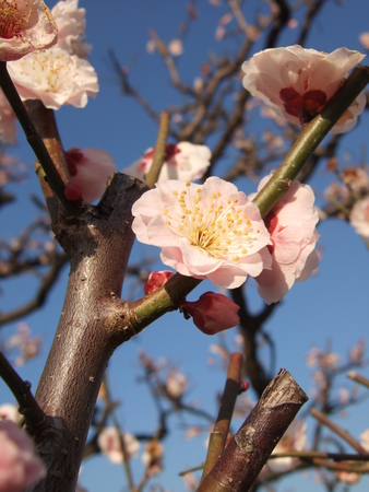 f:id:caprin:20060325160239j:image