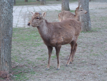 f:id:caprin:20060325173328j:image
