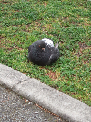 f:id:caprin:20070402012655j:image