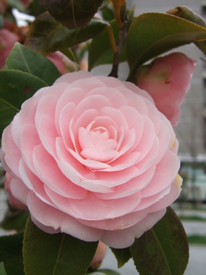 f:id:caprin:20070402012757j:image