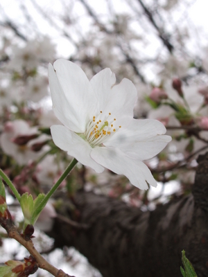 f:id:caprin:20070402025333j:image