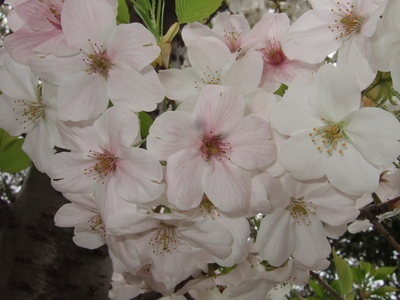 f:id:caprin:20070402025803j:image