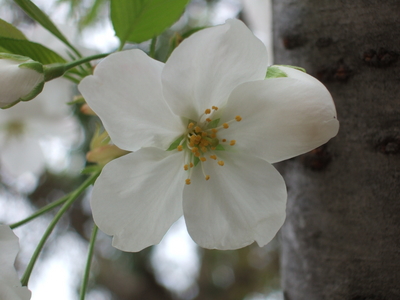 f:id:caprin:20070402025926j:image