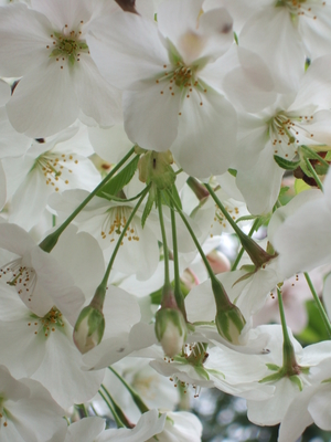 f:id:caprin:20070402030124j:image