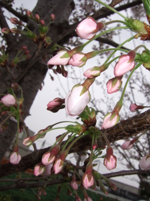 f:id:caprin:20070402031141j:image