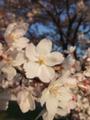 [花][桜]公園の桜2