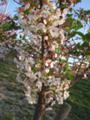 [花][桜]公園の桜も見納め