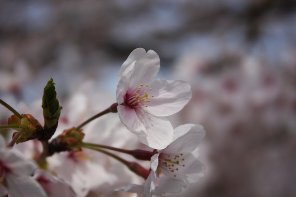 f:id:caprin:20080407001811j:image