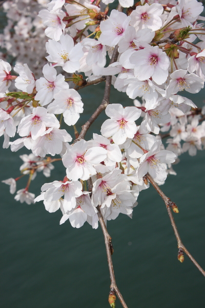 f:id:caprin:20080407001814j:image