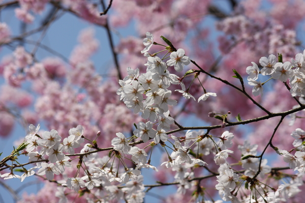 f:id:caprin:20080410223717j:image