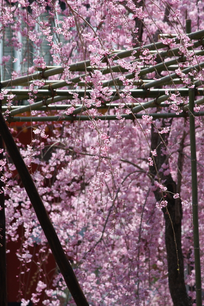 f:id:caprin:20080410223720j:image