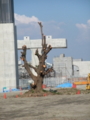 [第二京阪道路]切り倒されようとしている神木1