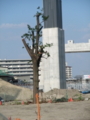 [第二京阪道路]切り倒されようとしている神木2