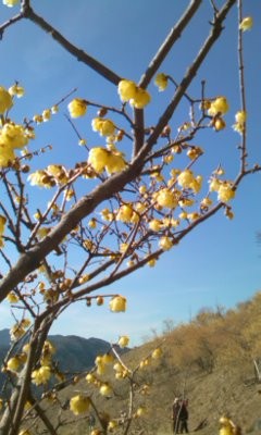 f:id:captain-tanzawa:20090212133258j:image