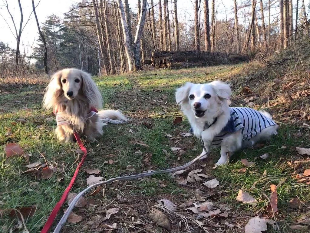 f:id:captaindog082:20191213232007j:image