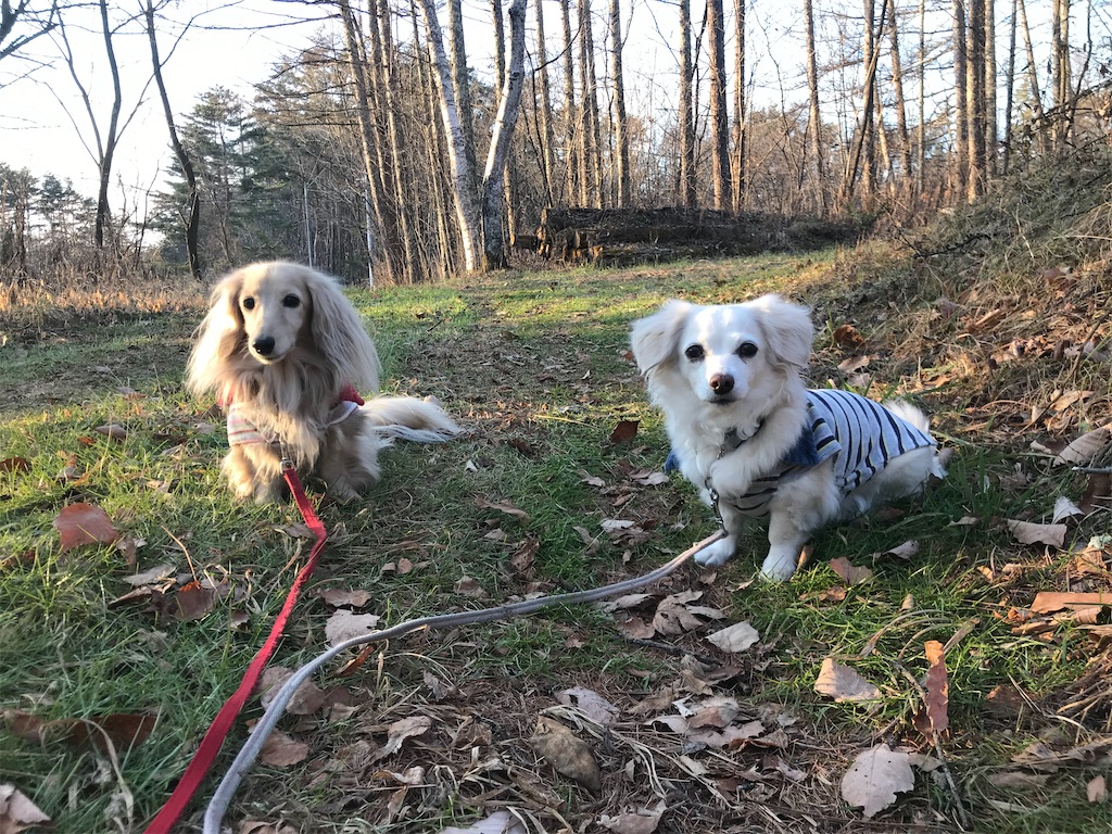 f:id:captaindog082:20191213232018j:image