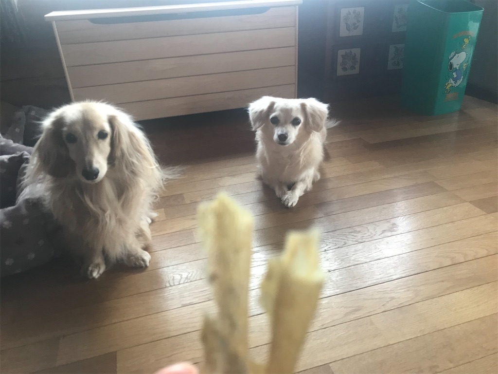 f:id:captaindog082:20191217213726j:image