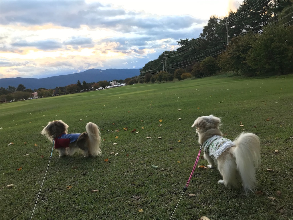 f:id:captaindog082:20200127231332j:image