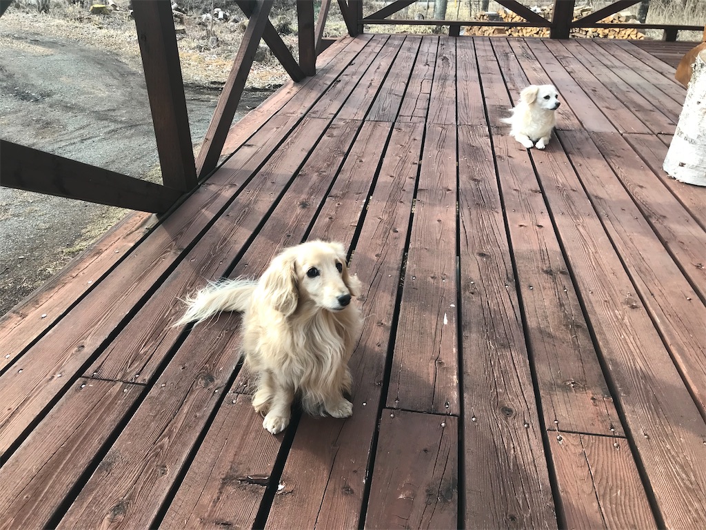 f:id:captaindog082:20200215164556j:image